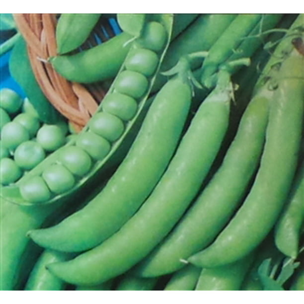 Seeds Peas 6 Weeks Ultra-early Giant Vegetable Organic Heirloom NON-GMO 